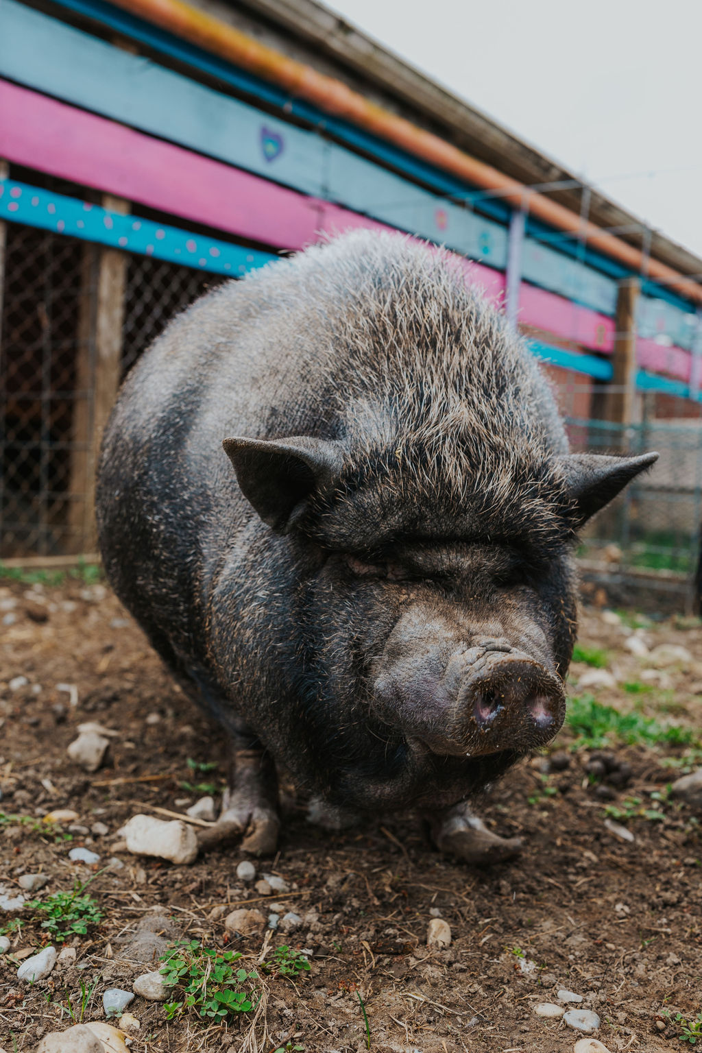 Rescued pig at Angels Acres